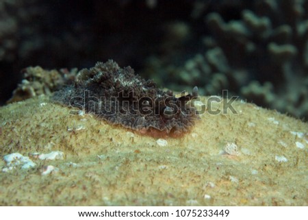 Nudibranch Dendrodoris tuberculosa. Picture was taken in the Banda sea, Ambon, West Papua, Indonesia
