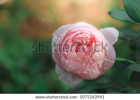 Pink rose and warm light in blurry garden background , For romantic mood, beautiful moments of love and happiness.