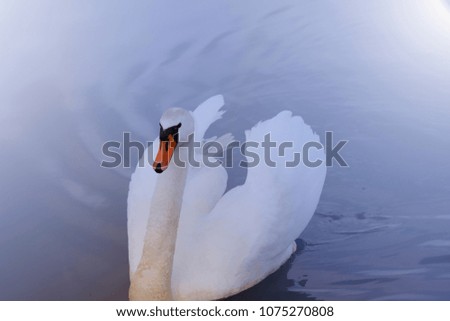 A view of the swan. Powerful white.