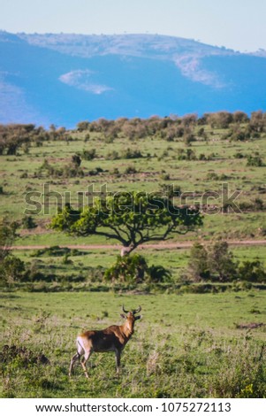 Picture of a Common tsessebe on a grass field with a tree and mountain on the background in Maasai Mara national park in Kenya