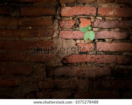 Small plant grow from brick wall