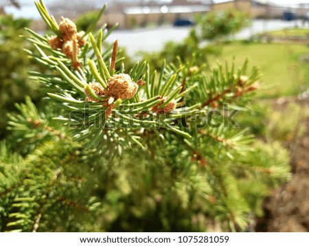 Spruce branch close-up background