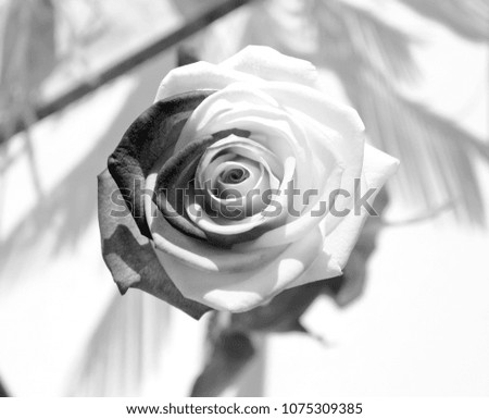 Beautiful rose in black and white with a shadowed background, playing with light. The shadow and the light is in a great symbiosis.