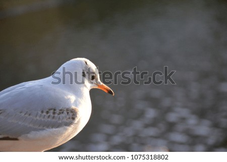 Seagull at the Alster (Germany)