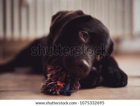 Close up of Labrador puppy, dark chocolate