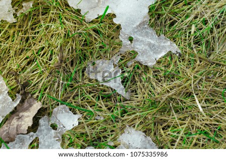 Melting snow on a spring grass under the sunlight.