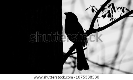 Cardinal bird, Black and white silhouette  

