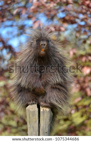 The North American porcupine (Erethizon dorsatum), also known as the Canadian porcupine or common porcupine, perched on stake with its orange incisives