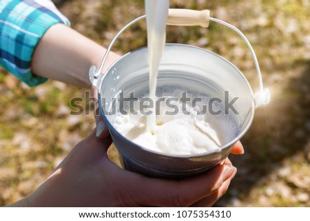 Milk flows into the bucket milkers on blurred background.