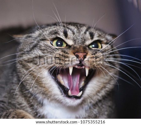Angry adult tabby cat hissing and showing teeth Royalty-Free Stock Photo #1075355216