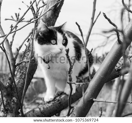A black and white photo of a black and white cat with big eyes scrambles on a tree