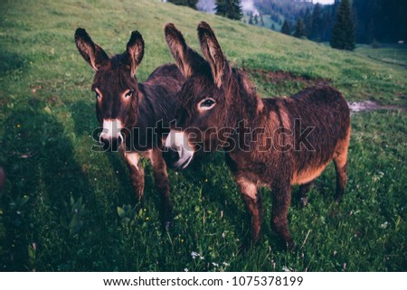 Cute donkeys on a meadow