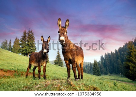 Picture of a funny donkeys at sunset in Transylvania.