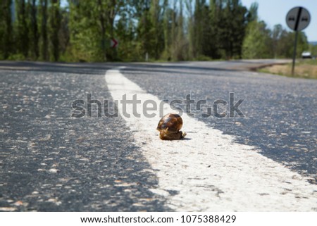 Snail crawling slowly to across the road. Snail on the road.