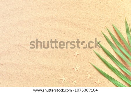 Tropical Background. Palm tree branch with starfish on sandy background. Travel. Copy space