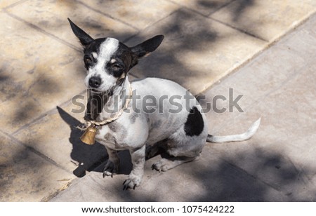 funny outdoor small cute chihuahua dog sitting on street with rustic bell collar spotty black and white pinto color