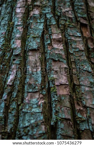 The nature of the tree bark. Bark background.Tree bark texture. Oak wood background. Old Trunk pattern. Rough wooden skin closeup. Dry log material cracked surface. Abstract rustic hardwood timber. 
