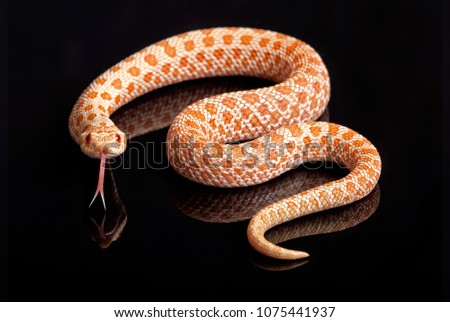 Albino Western Hognose from DrasnaSnakes Royalty-Free Stock Photo #1075441937