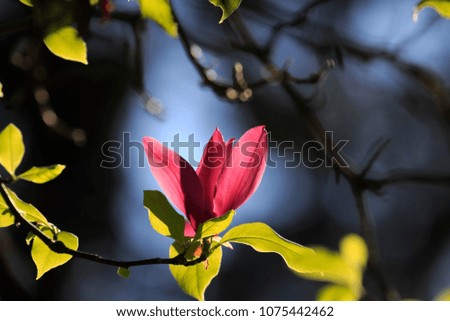 Saucer magnolia (Magnolia)