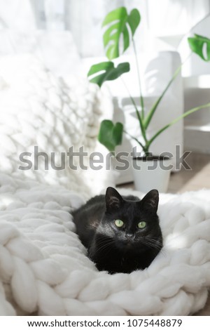 Black cat relaxing on white knitted merino plaid, enjoying warm and soft super chunky yarn blanket, cozy home and hygge trendy concept, monstera plant on background