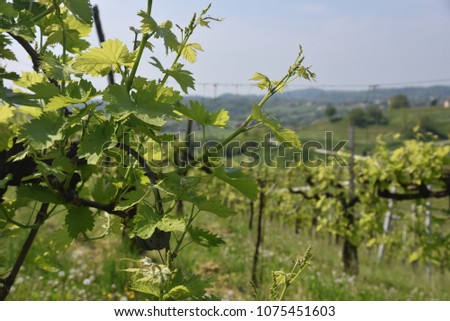 Conegliano, Treviso, Italy, vineyards for the production of Prosecco wine grapes