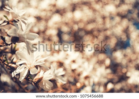 Amazingly beautiful magnolia flowers on a magnolia tree in a sunny garden in spring