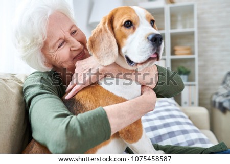 Cheerful retired senior woman with wrinkles smiling while embracing her Beagle dog and enjoying time with pet at home Royalty-Free Stock Photo #1075458587
