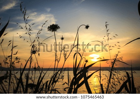 plants and flowers silhouette in sunset