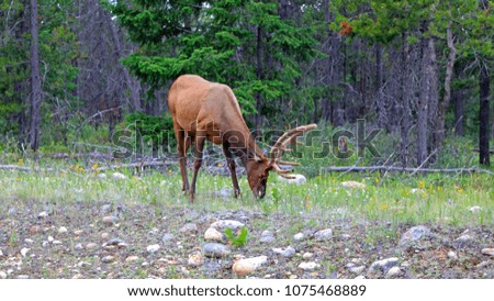 Elk with big antler grazing on side of the highway somewhere in Alberta. I took this picture while I was going to Jasper. 