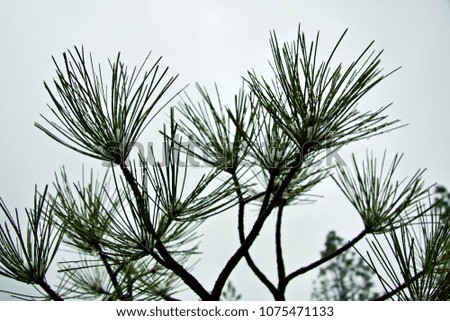 Pine Tree Needles with Melting Snow. California USA