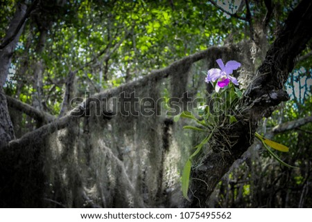 Cattleya Orchid Flower at Laguna la Redonda Lake, Cuba, 2013