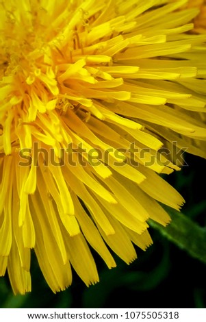 Yellow Flowering Dandelion, Alberta, 2014