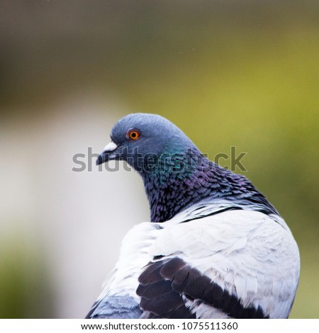 Close up of rock pigeon at a park with blurred background