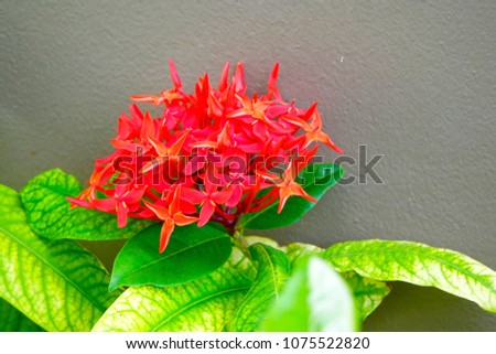 Selective focus close up Red flower and green leaf blurry background.