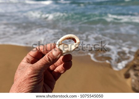 stones and seashells on the seashore