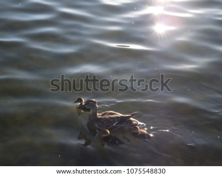 duck family on the water