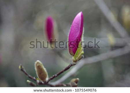 Magnolia flower on a blurry bokeh background. Flowers Magnolia flowering against a background of flowers. Soft focus image of blossoming magnolia flower in spring time.
