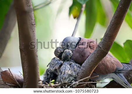 Collared dove light feeding turtle feeding two baby in a nest on a tree with blured background