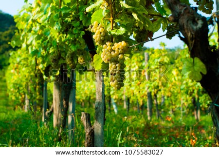 wine grapes on vine stock at wineyard