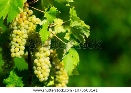wine grapes on cordon at wineyard before harvest