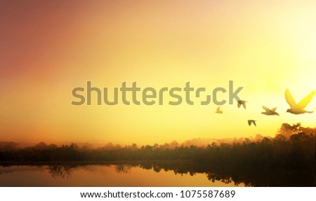 Birds silhouettes flying sunset sky.