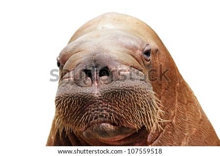 portrait of walrus isolated over white