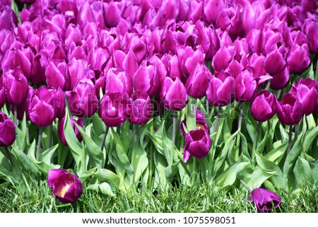 Ultra violet tulip, garden of beautiful tulip in Istanbul, close up and crop picture