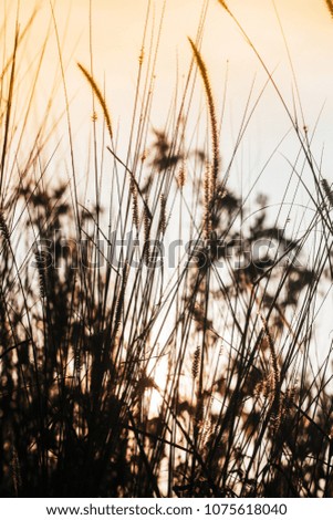 Flower grass with light in the evening
