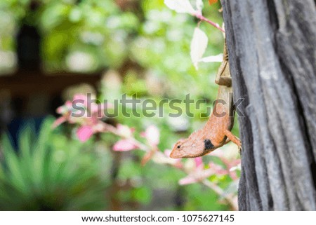 Close up of  brown Chameleon in the garden, thailand, asia.