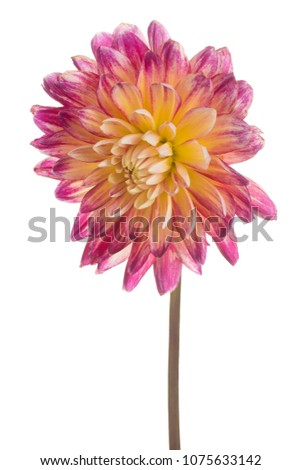 Studio Shot of Red and Yellow Colored Dahlia Flower Isolated on White Background. Large Depth of Field (DOF). Macro.
