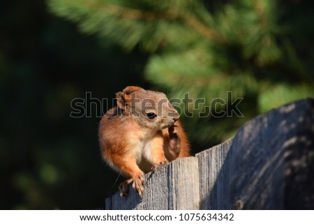Squirrel on the fence. 