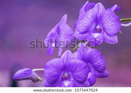 Picture of violet purple orchid flower texture abstract background. Color of the year 2018 ultra violet 