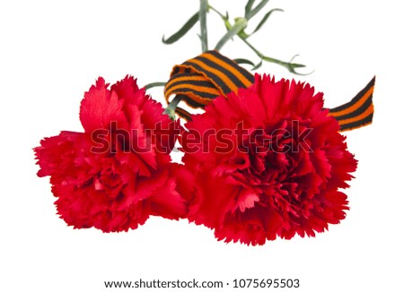 red carnations with ribbon isolated on white background