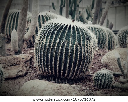 Black and White Cactus Closeup 